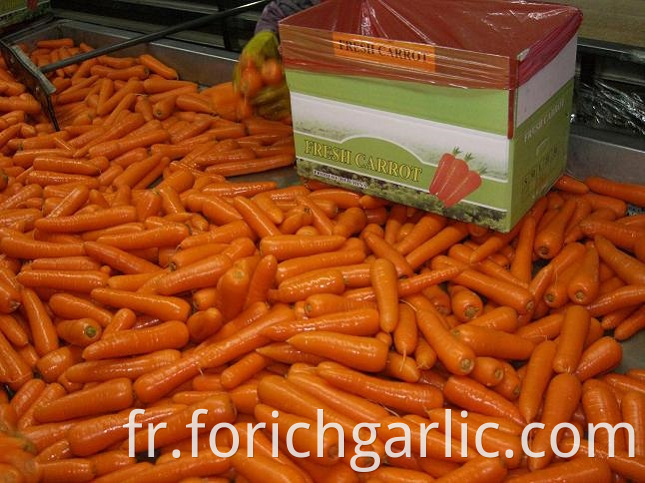 Fresh Carrot